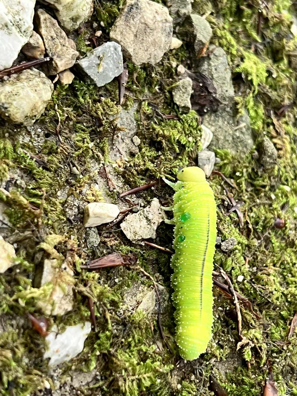 Chi ho incontrato? larva di sinfite.