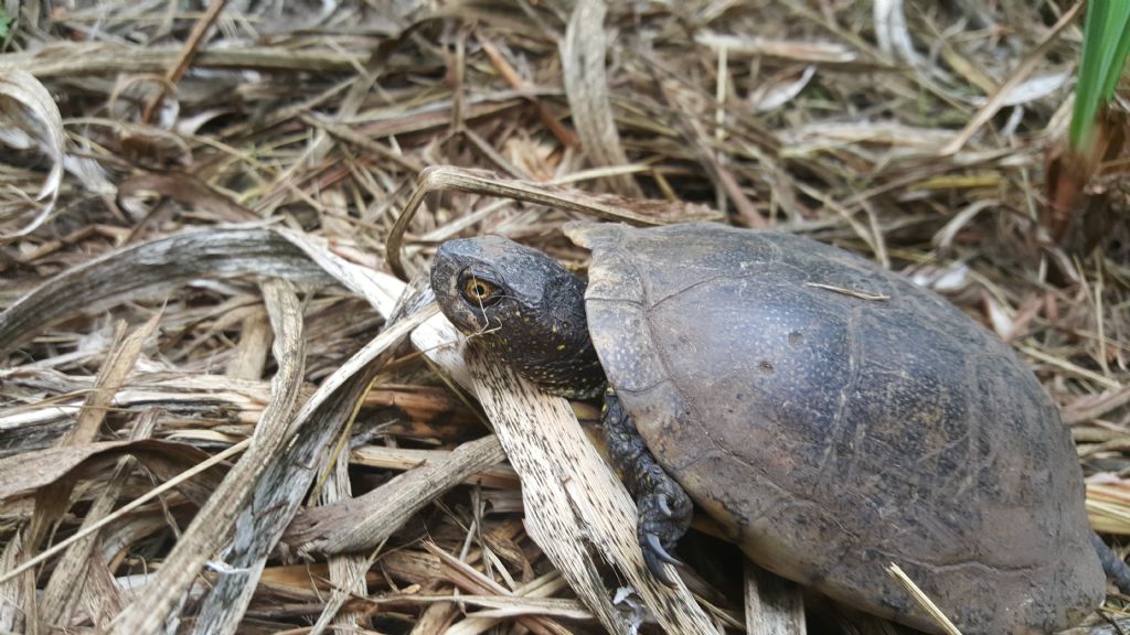 Emys Orbicularis