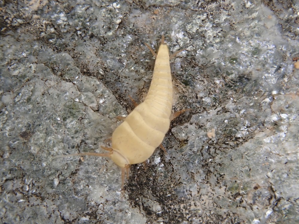 Lepismatidae from Corsica