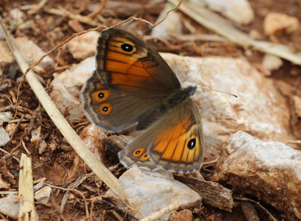 Farfalle da identificare