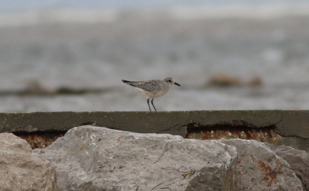 Aiuto identificazione: Pivieressa (Pluvialis squatarola)