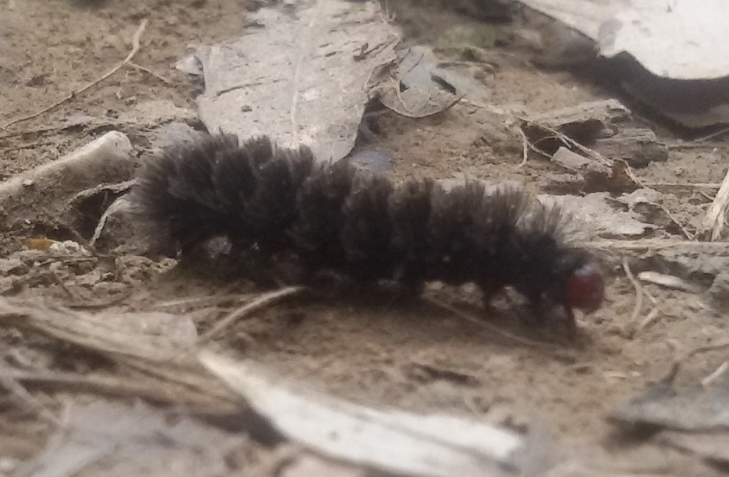 Bruco di...Amata phegea