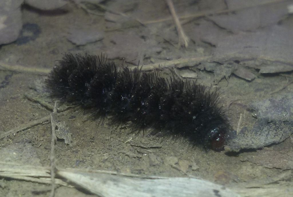 Bruco di...Amata phegea