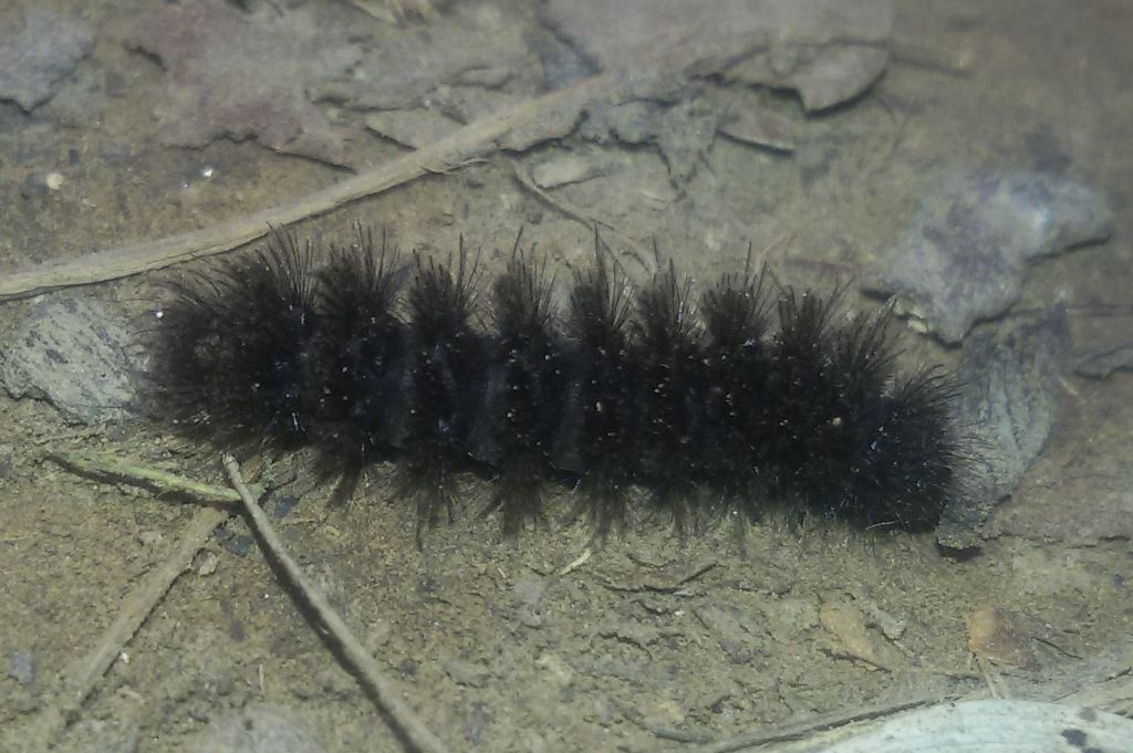 Bruco di...Amata phegea