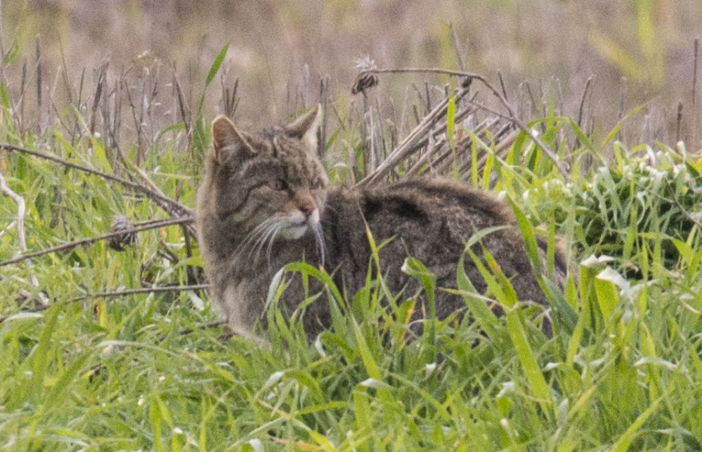 Gatto selvatico:  Felis silvestris