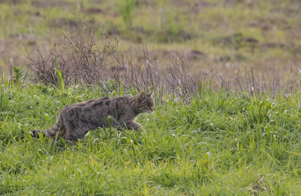 Gatto selvatico:  Felis silvestris