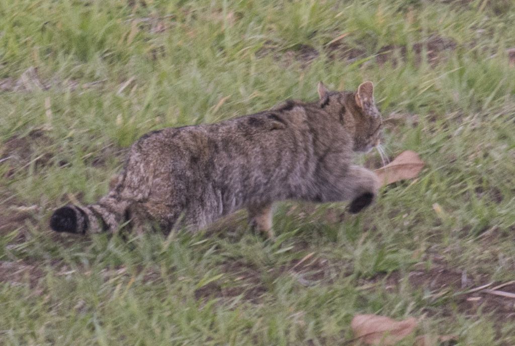 Gatto selvatico:  Felis silvestris