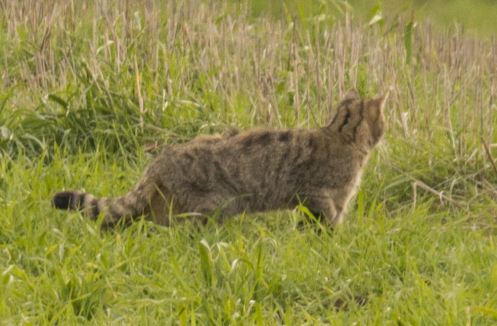 Gatto selvatico:  Felis silvestris