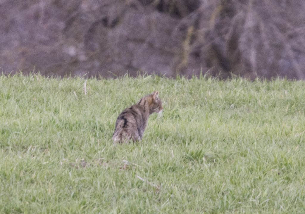 Gatto selvatico:  Felis silvestris