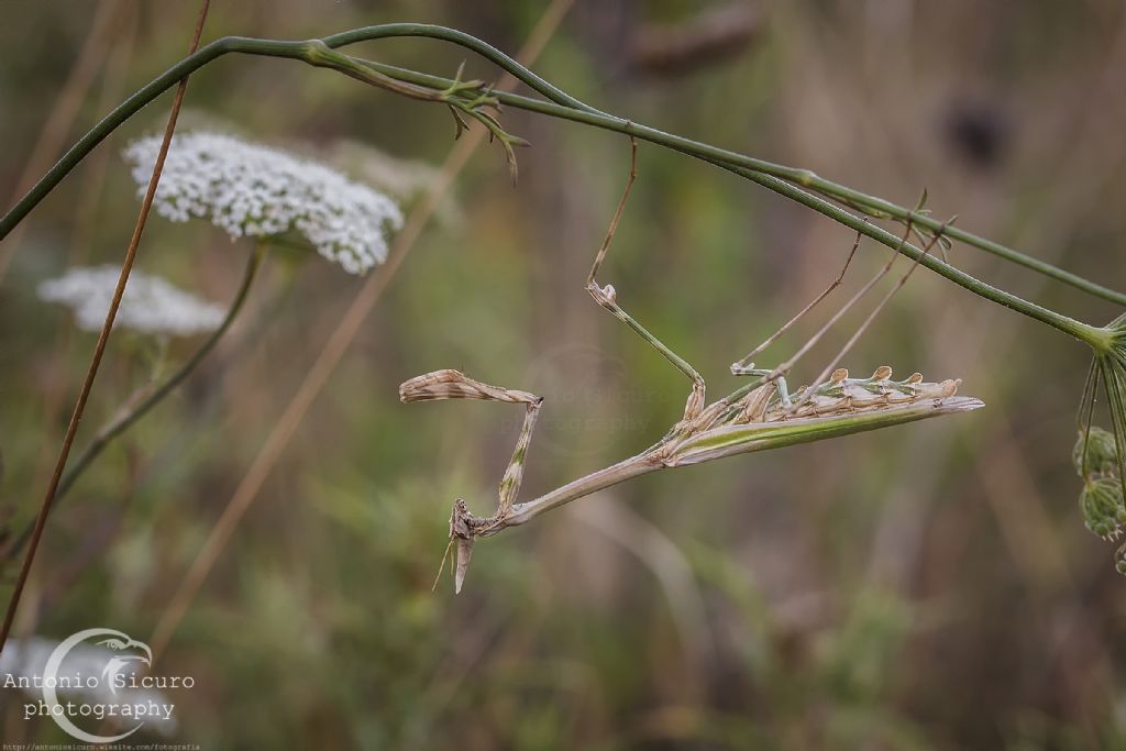 Empusa pennata, femmina