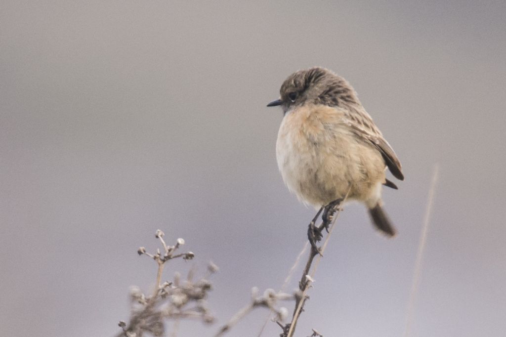 Saltimpalo (Saxicola torquatus), giovane