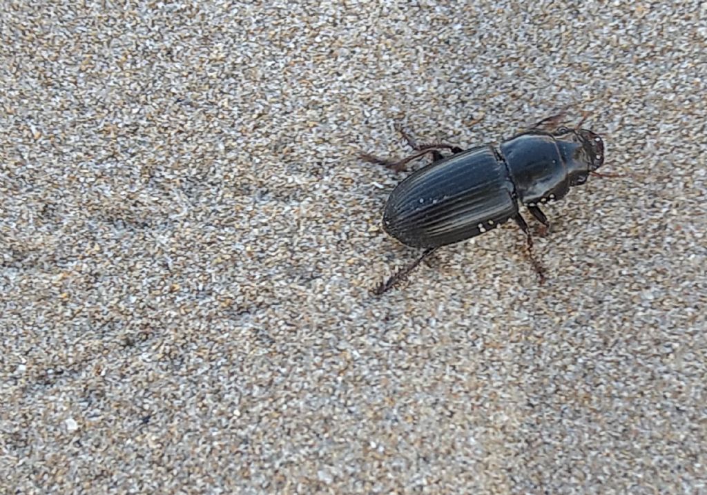 Acinopus sulla sabbia?