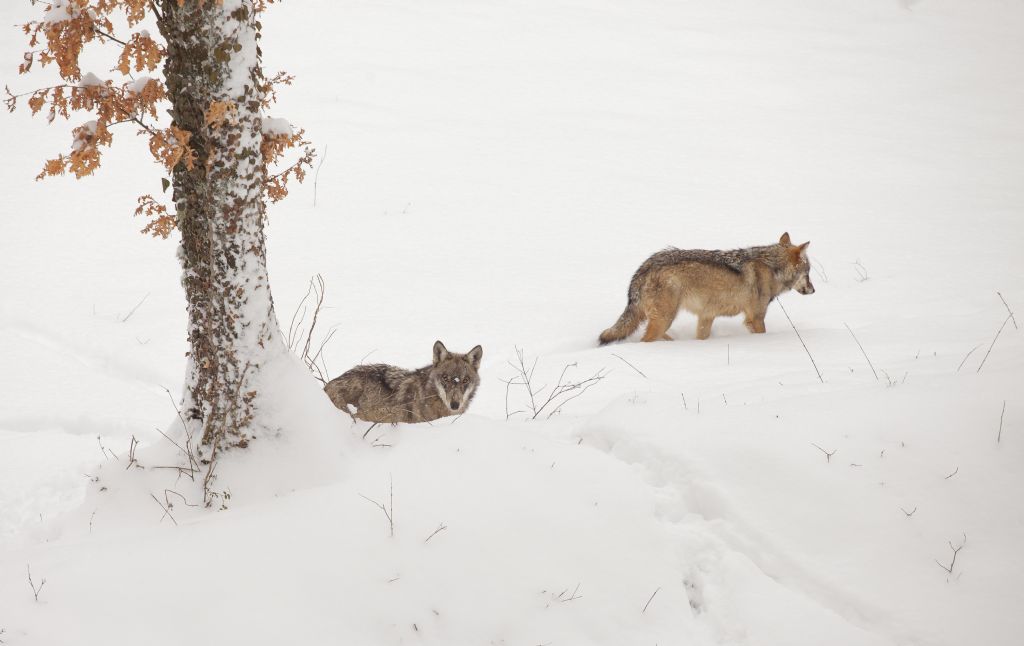 Lupo appenninico in cattivit e cani (Civitella Alfedena)