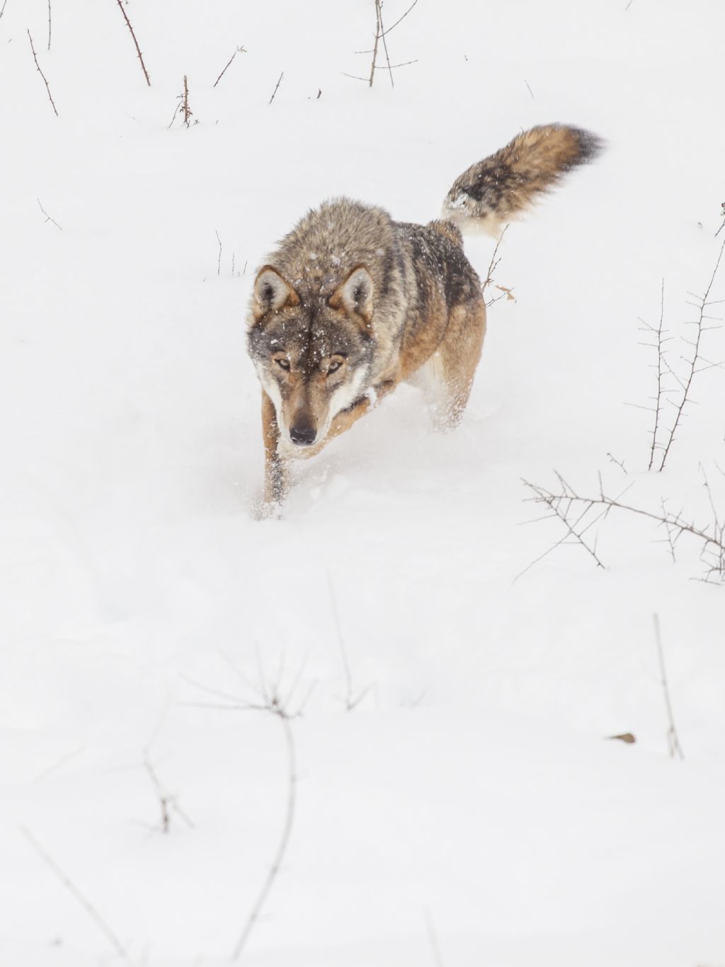 Lupo appenninico in cattivit e cani (Civitella Alfedena)