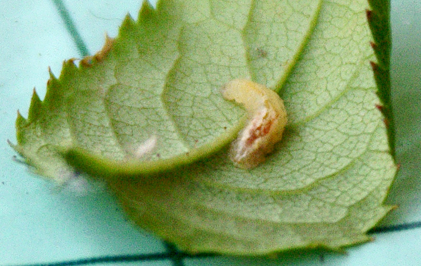 Larva sirfide?