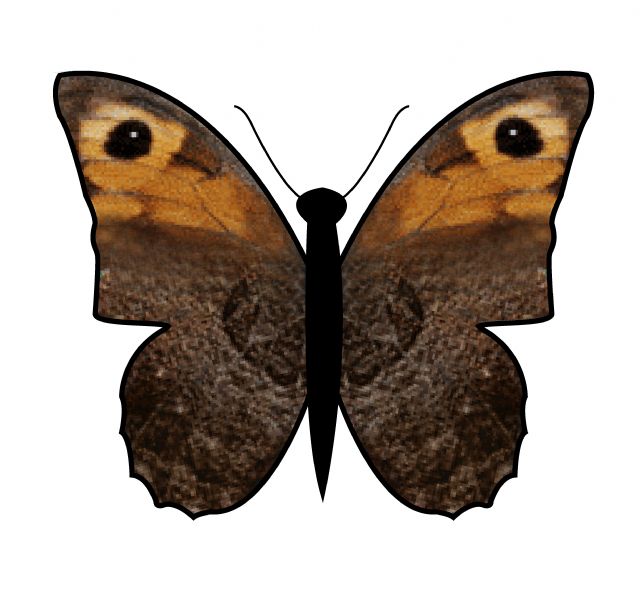 Identificazione Farfalla