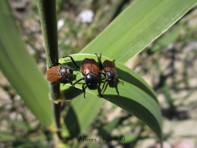 Hoplia dubia (Rossi, 1792), maschio