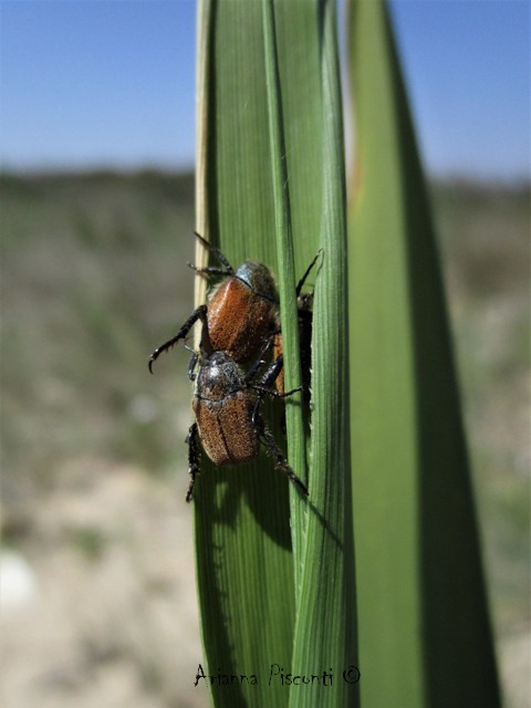 Hoplia dubia (Rossi, 1792), maschio