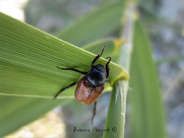 Hoplia dubia (Rossi, 1792), maschio