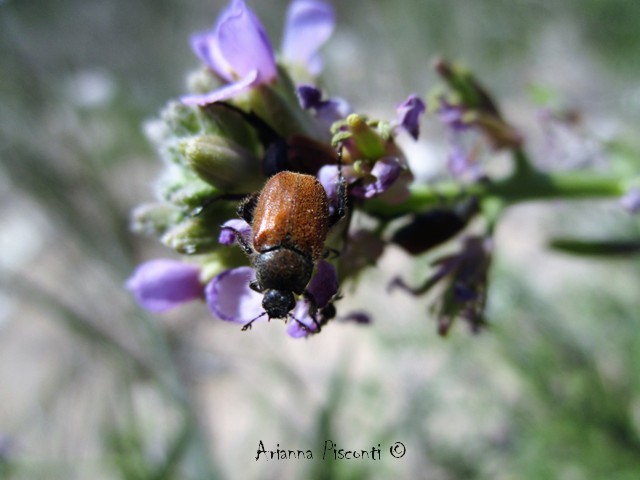 Hoplia dubia (Rossi, 1792), maschio