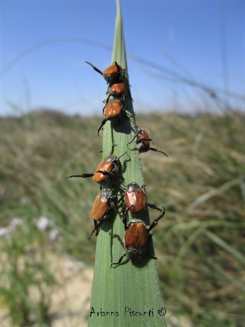 Hoplia dubia (Rossi, 1792), maschio