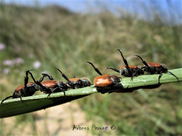 Hoplia dubia (Rossi, 1792), maschio