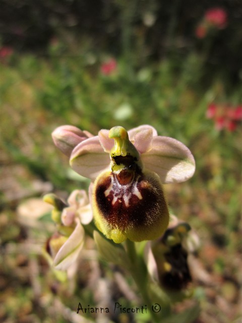 Ophrys tardans in prov. di Taranto