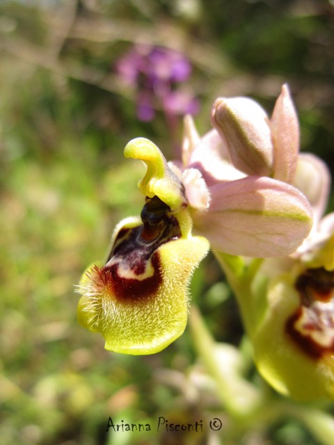 Ophrys tardans in prov. di Taranto