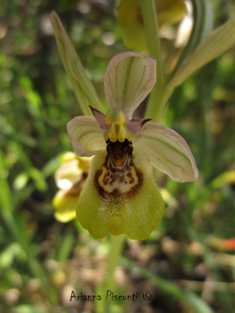 Ophrys tardans in prov. di Taranto