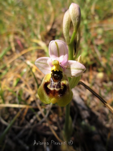 Ophrys tardans in prov. di Taranto