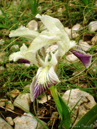 Iris pseudopumila blu / viola - Taranto