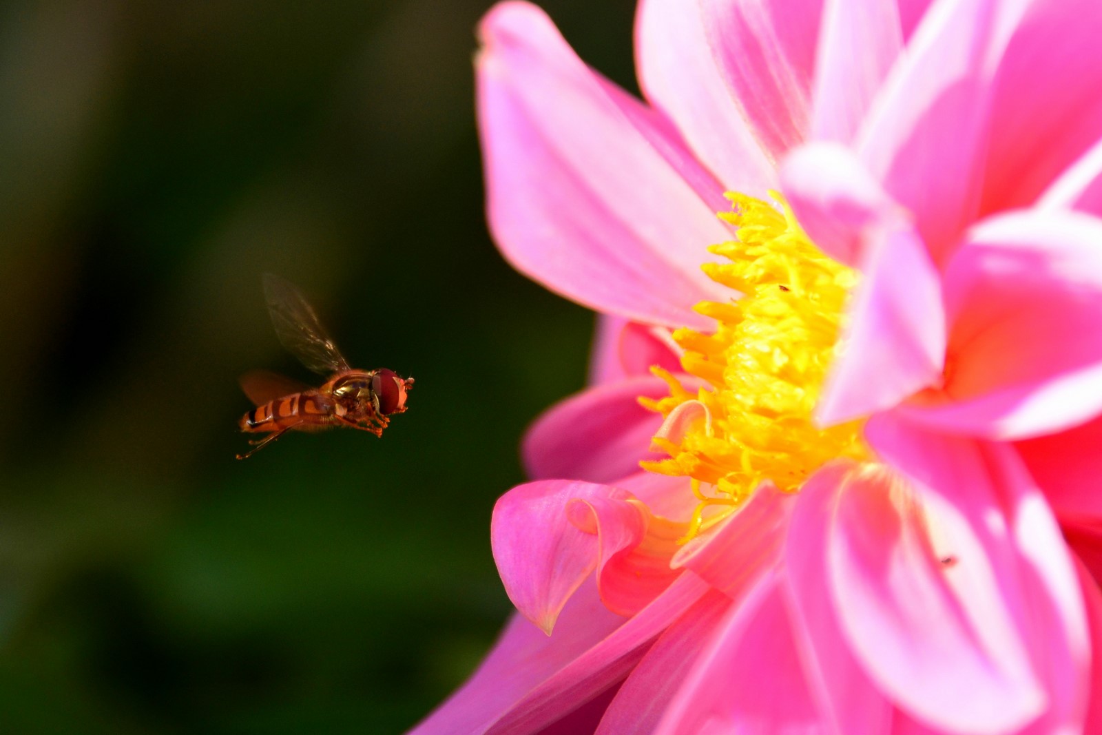 Syrphidae: Episyrphus balteatus, maschio