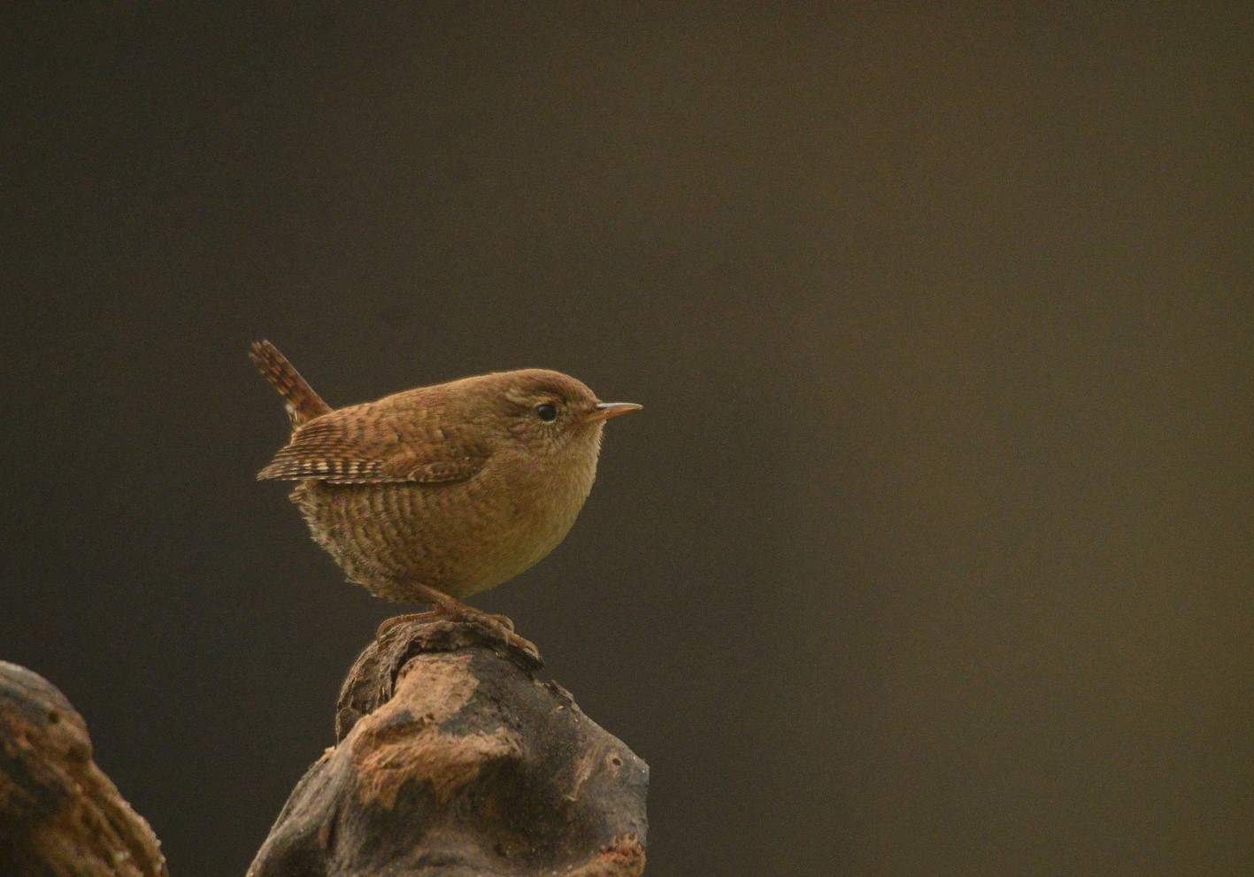 Scricciolo (Troglodytes troglodytes) 