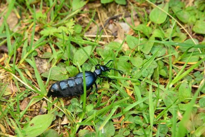 Meloidae: Meloe (Meloe) violaceus, femmina