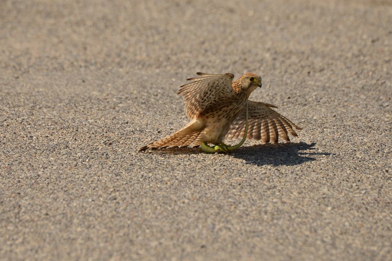 Gheppio in caccia