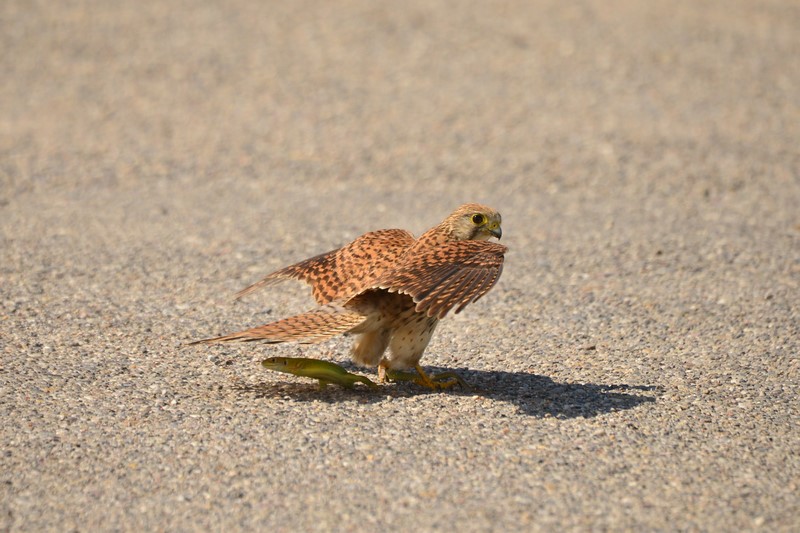 Gheppio in caccia