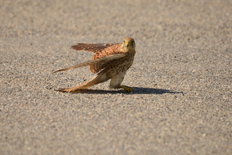 Gheppio in caccia