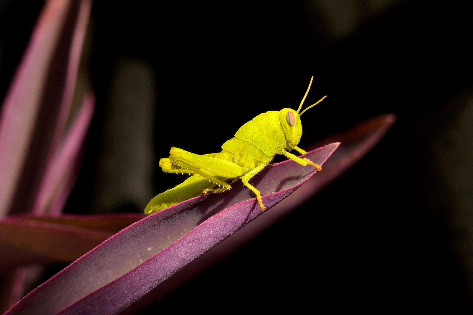 Ninfa di Anacridium aegyptium