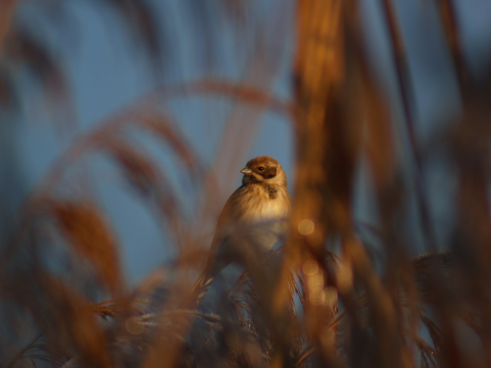 Migliarino di palude
