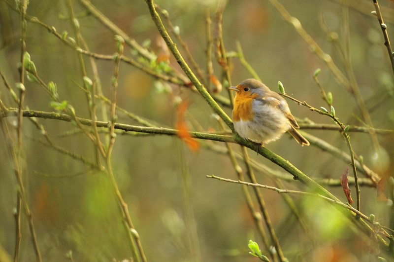 Pettirosso paffuttello