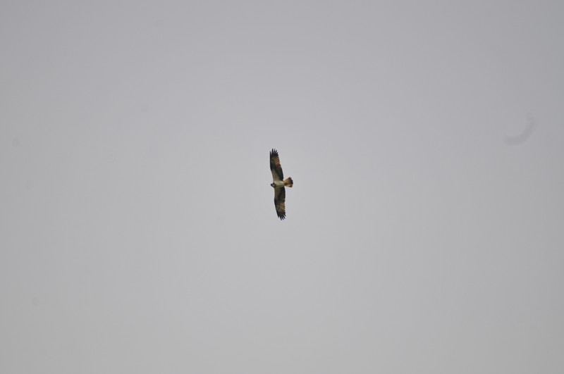 Aiuto ID rapace