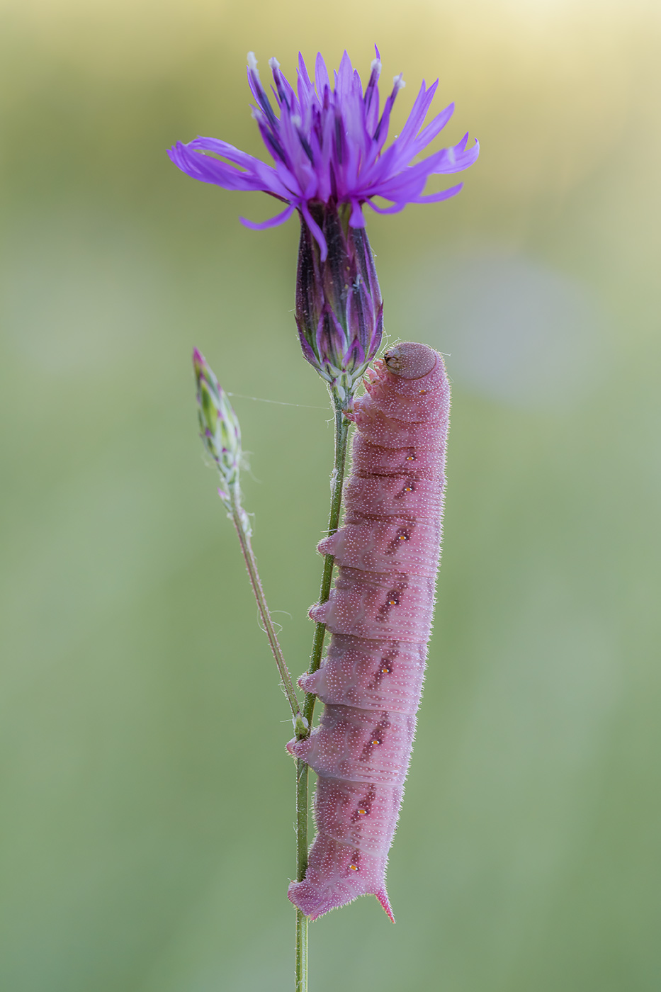 Bruco rosa da identificare -  Hemaris tityus