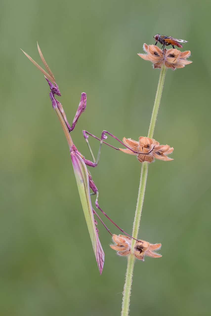 Empusa pennata o fasciata?  Empulsa pennata !