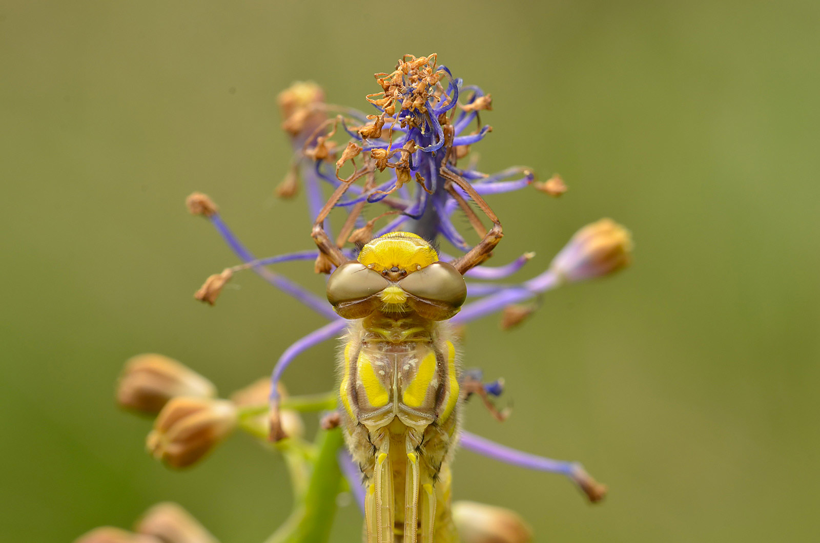 Libellula appena nata: Cordulegaster trinacriae