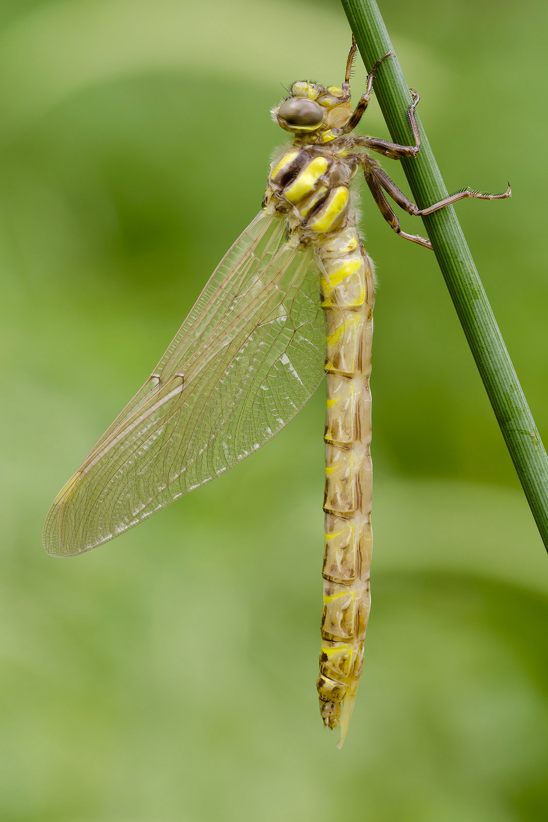 Libellula appena nata: Cordulegaster trinacriae