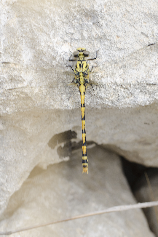 libellula da identificare