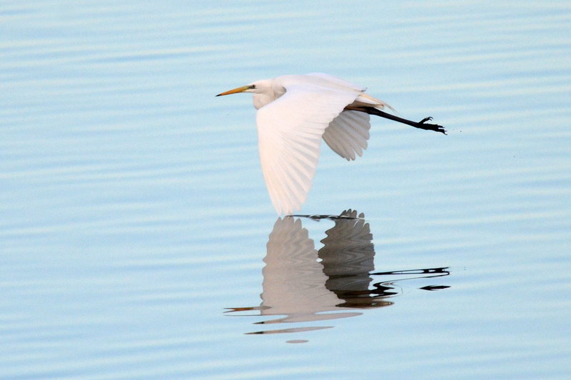 Ad ali spiegate, il sogno di Icaro.