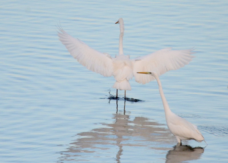 Ad ali spiegate, il sogno di Icaro.