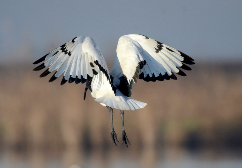 Ad ali spiegate, il sogno di Icaro.