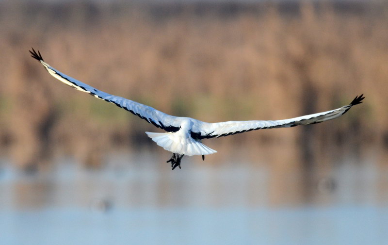 Ad ali spiegate, il sogno di Icaro.